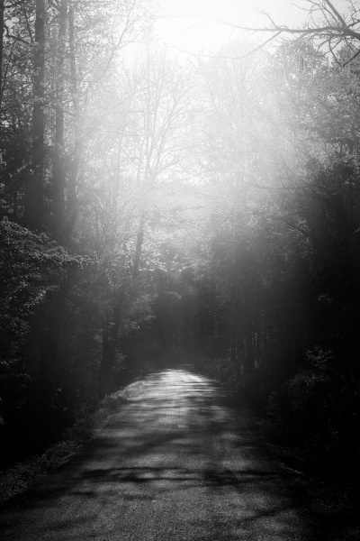 03 paysage smoky mountains sous bois noir et blanc