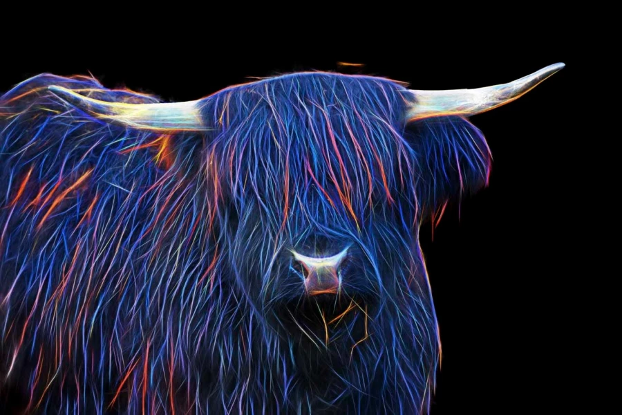 08 vache highland style fusion en ecosse