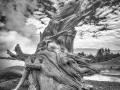 18 paysage du yellowstone en noir et blanc