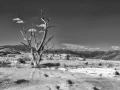 19 paysage du yellowstone en noir et blanc