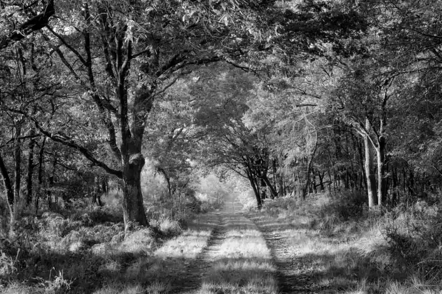 Paysage de la Haute-Saintonge en Charente-Maritime en France en noir et blanc