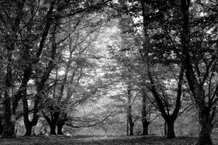 Paysage de la Haute-Saintonge en Charente-Maritime en France en noir et blanc