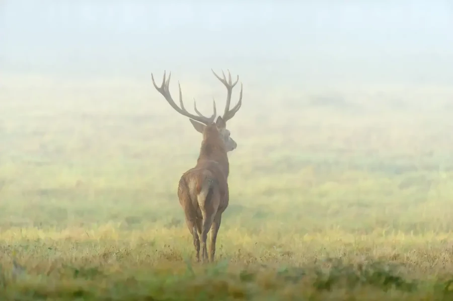 03 stage photo animaliere brame du cerf en france amar guillen photographe