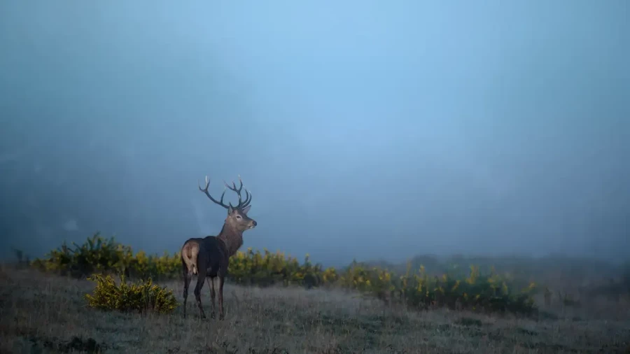09 stage photo animaliere brame du cerf en france amar guillen photographe