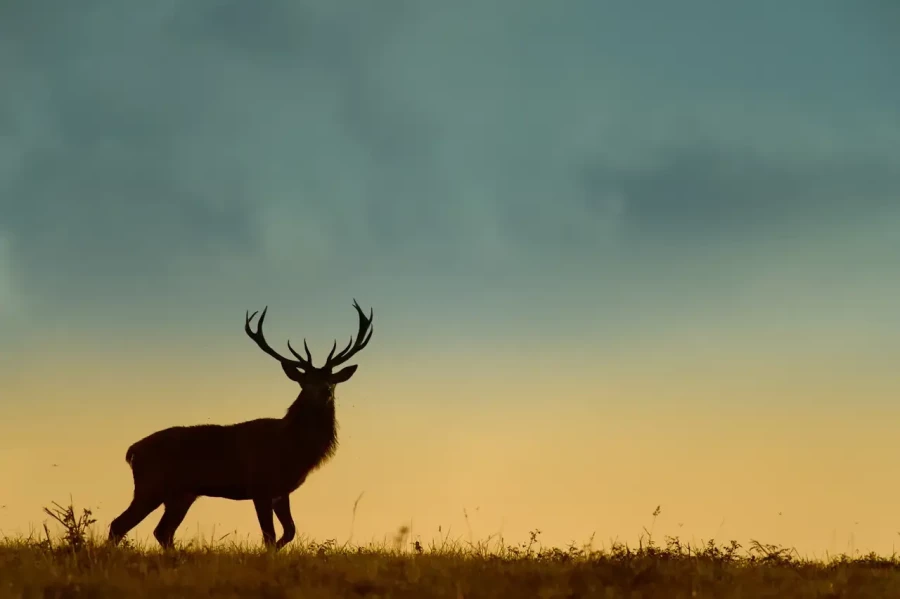 13 stage photo animaliere brame du cerf en france amar guillen photographe