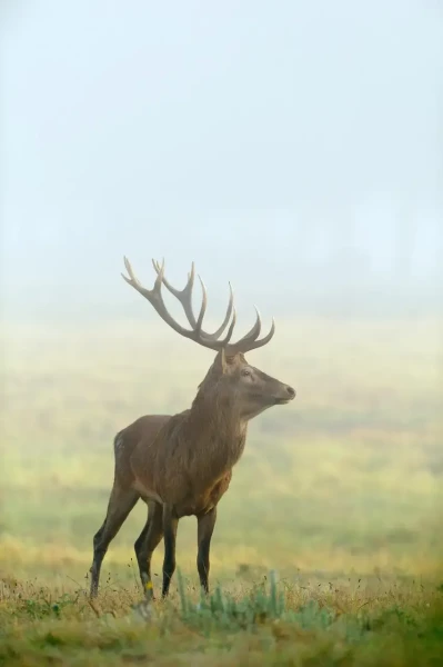 21 stage photo animaliere brame du cerf en france amar guillen photographe