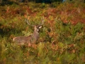 22 stage photo animaliere brame du cerf en france amar guillen photographe