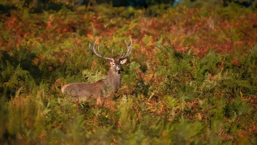 22 stage photo animaliere brame du cerf en france amar guillen photographe