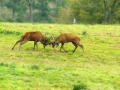 24 stage photo animaliere brame du cerf en france amar guillen photographe