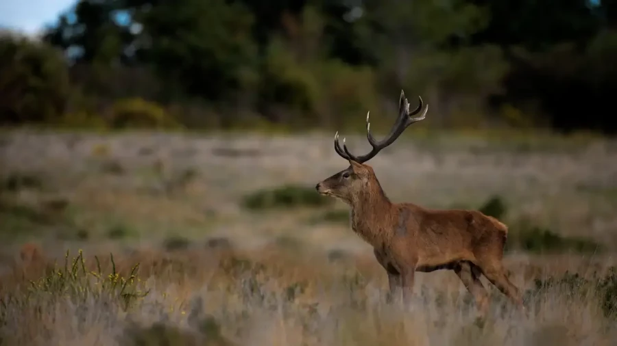 25 stage photo animaliere brame du cerf en france amar guillen photographe