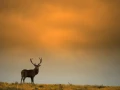 27 stage photo animaliere brame du cerf en france amar guillen photographe
