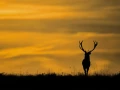 28 stage photo animaliere brame du cerf en france amar guillen photographe