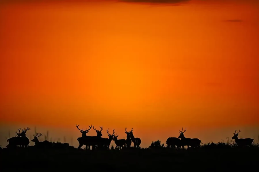 29 stage photo animaliere brame du cerf en france amar guillen photographe