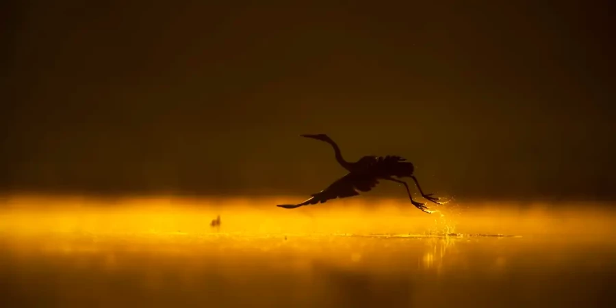 08 photo animaliere en couleur