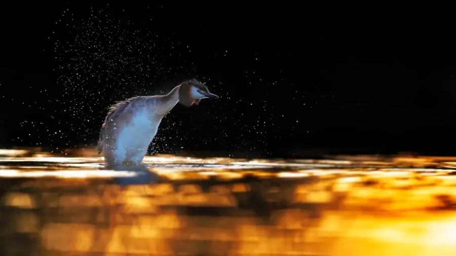 10 photo animaliere en couleur