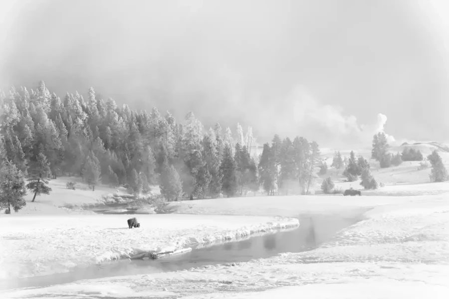 01 photo animaliere en noir et blanc