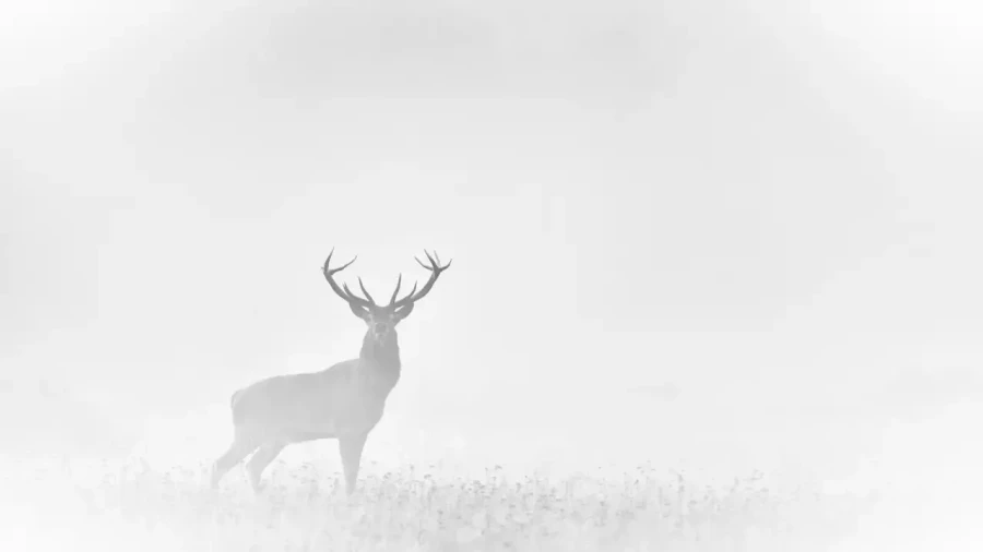 03 photo animaliere en noir et blanc