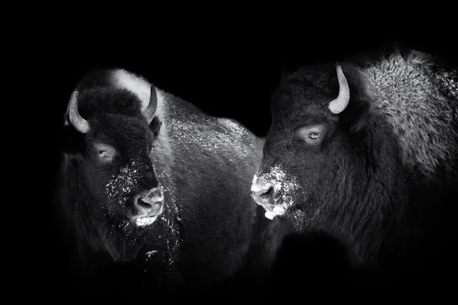 06 photo animaliere en noir et blanc