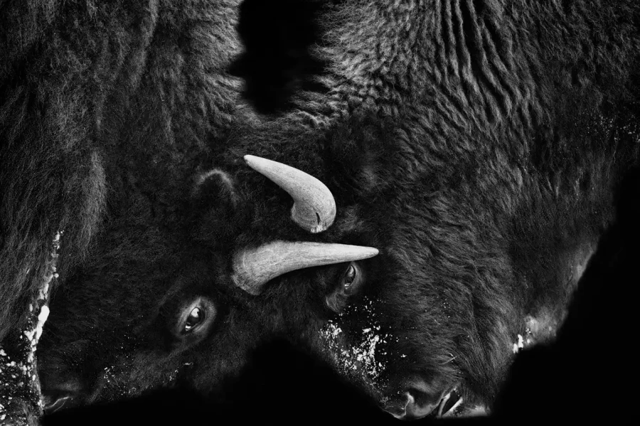 07 photo animaliere en noir et blanc