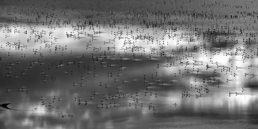 19 photo animaliere en noir et blanc