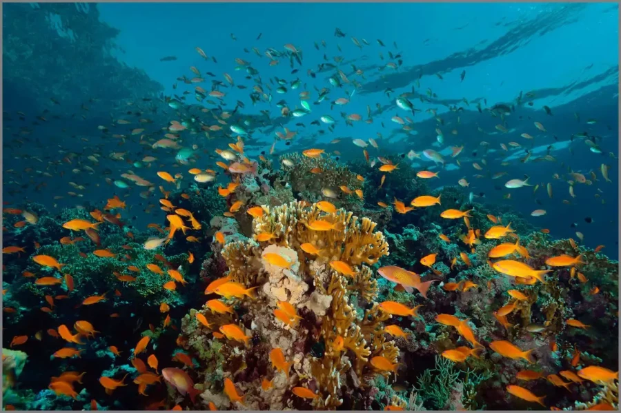 09 photo sous marine