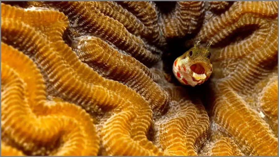 11 photo sous marine