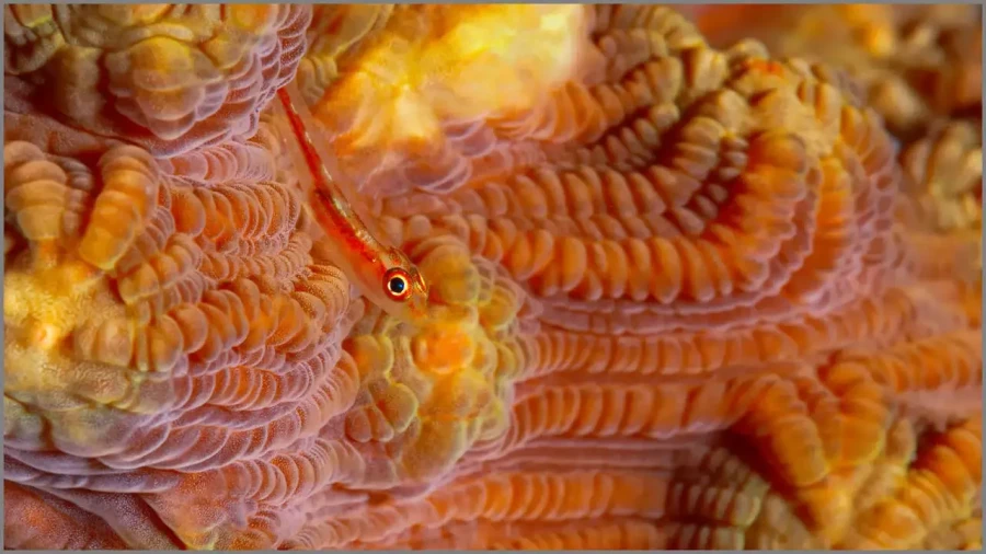 12 photo sous marine