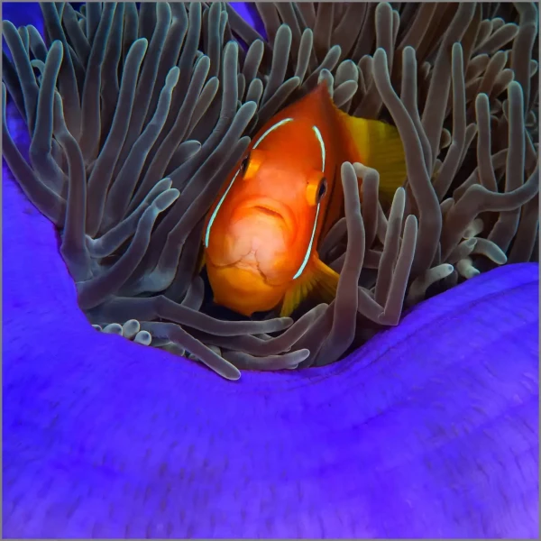 13 photo sous marine