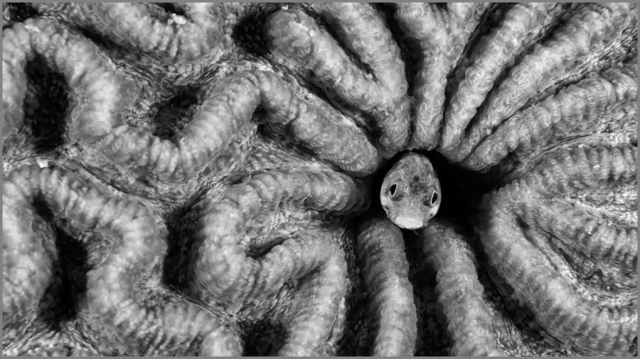 26 photo sous marine