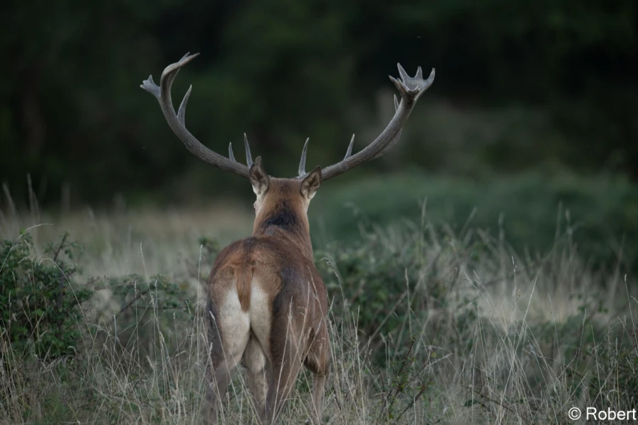 xbrame du cerf