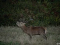 xbrame du cerf