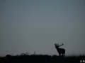 xbrame du cerf