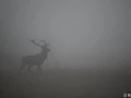 xbrame du cerf