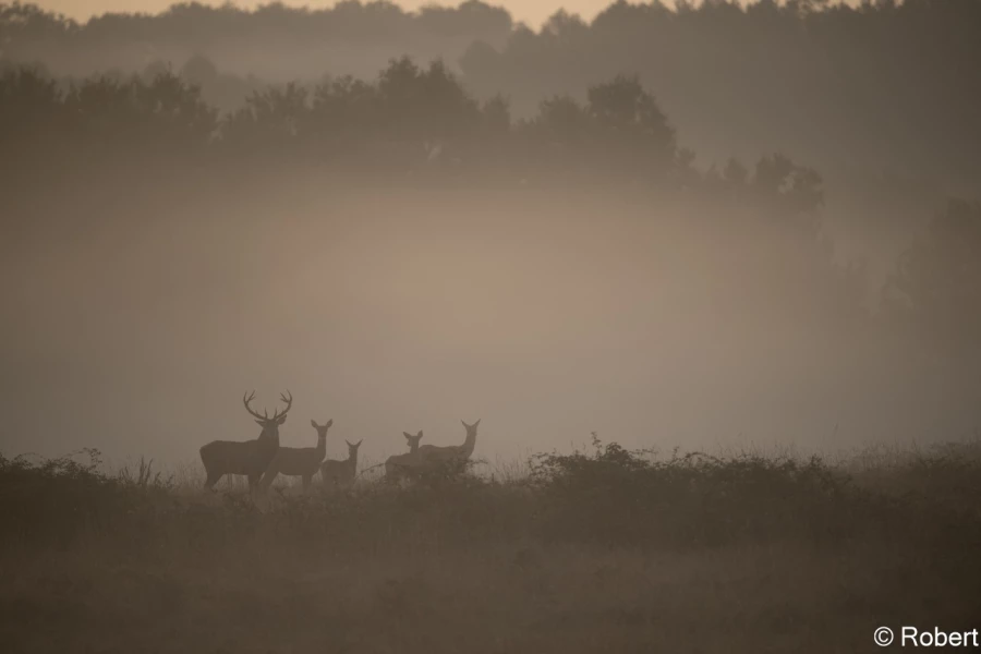 xbrame du cerf