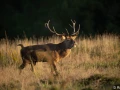 xbrame du cerf