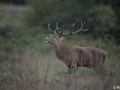 xbrame du cerf