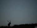 xbrame du cerf
