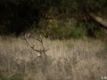 xbrame du cerf