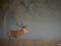 xbrame du cerf