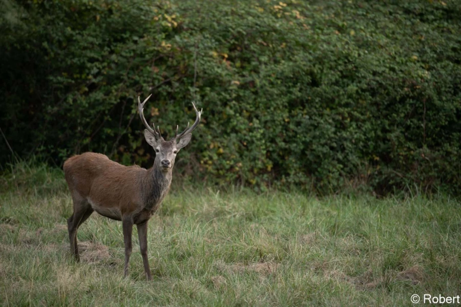 xbrame du cerf