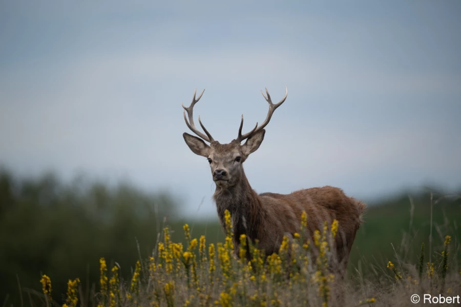 xbrame du cerf
