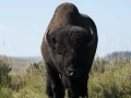 yellowstone