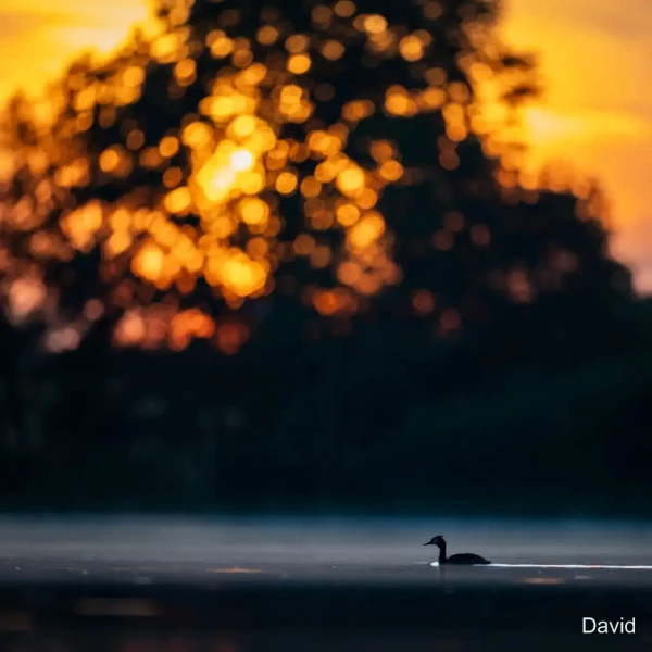 02 david