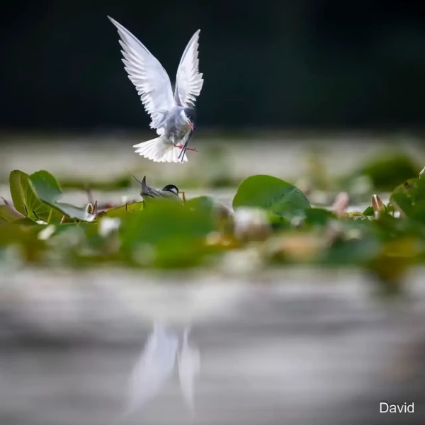 02 david