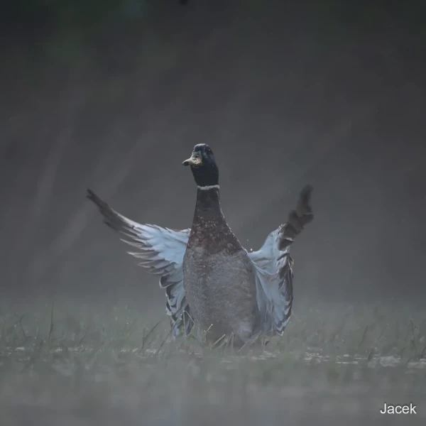 04 jacek
