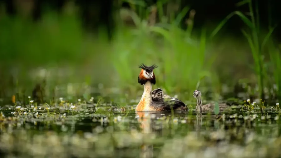 05 stage en affut flottant en dombes avec amar guillen photographe
