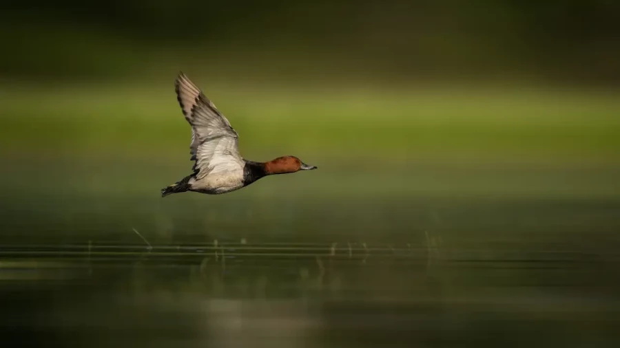 06 stage en affut flottant en dombes avec amar guillen photographe