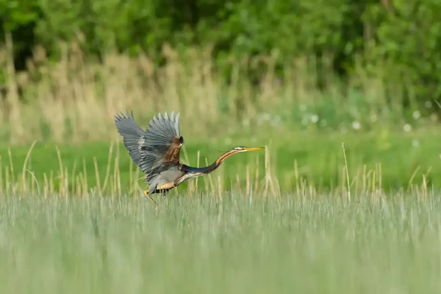 07 stage en affut flottant en dombes avec amar guillen photographe
