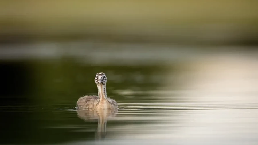 08 stage en affut flottant en dombes avec amar guillen photographe