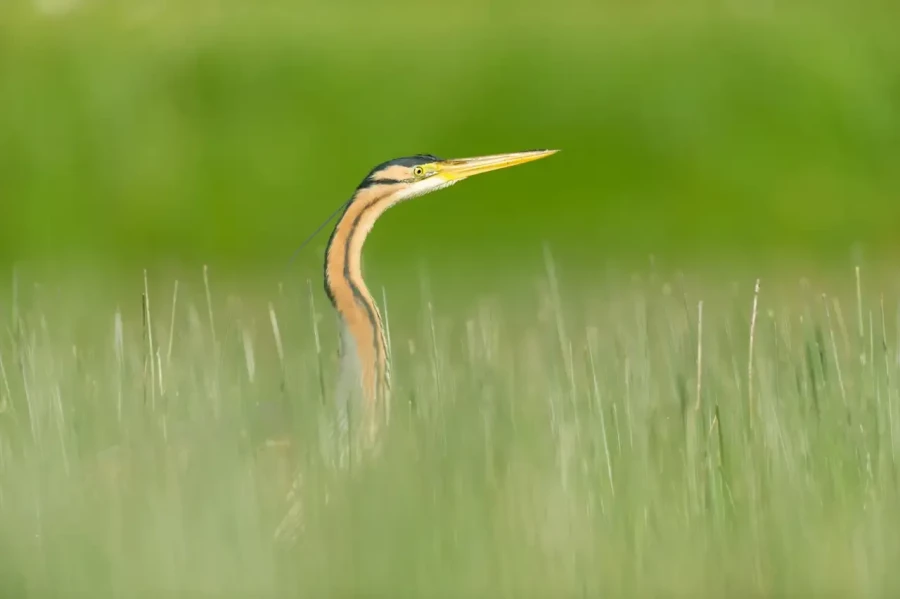 09 stage en affut flottant en dombes avec amar guillen photographe